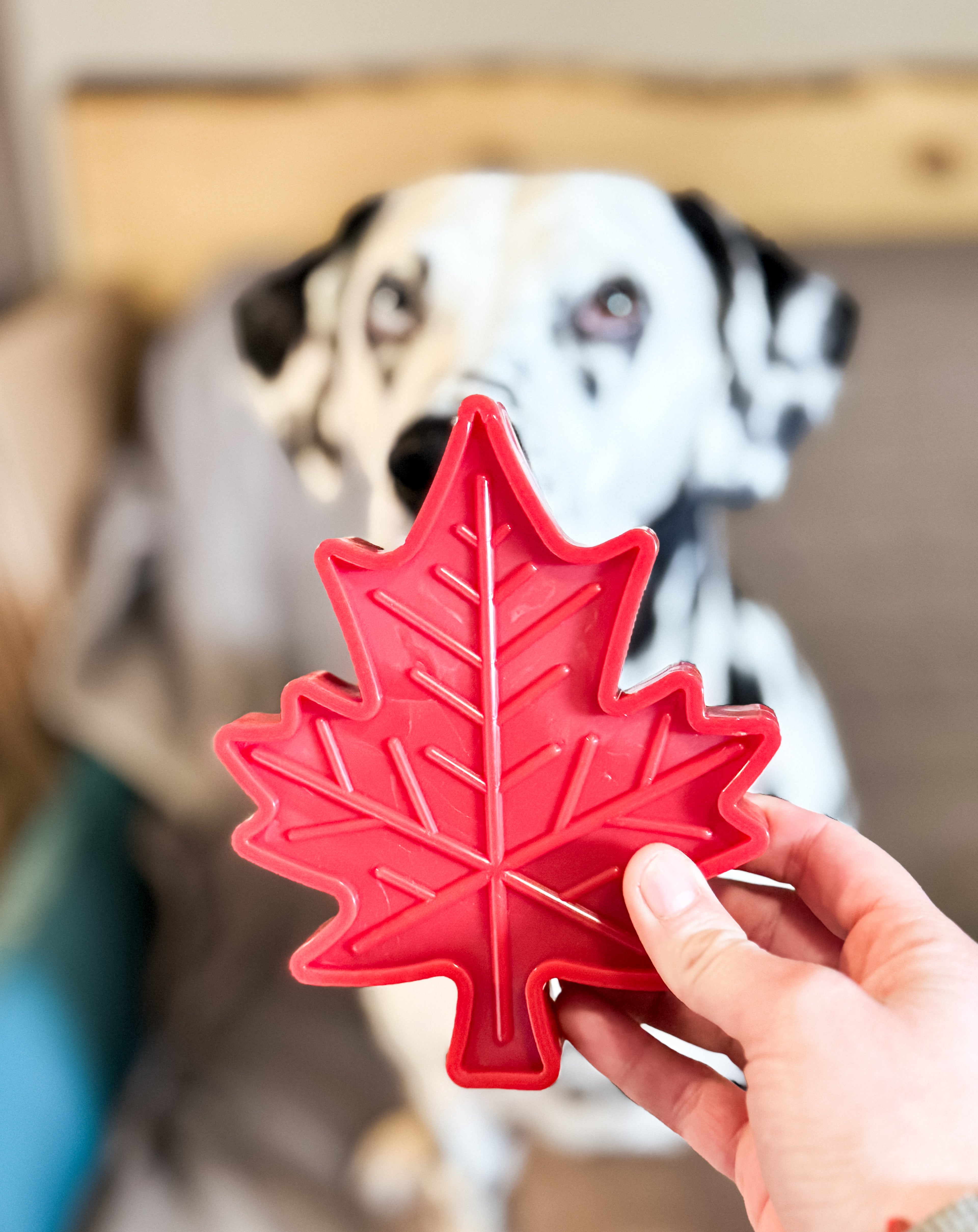 Jouet à lécher ou à mâcher Feuille d'Erable 🍁 - SodaPup