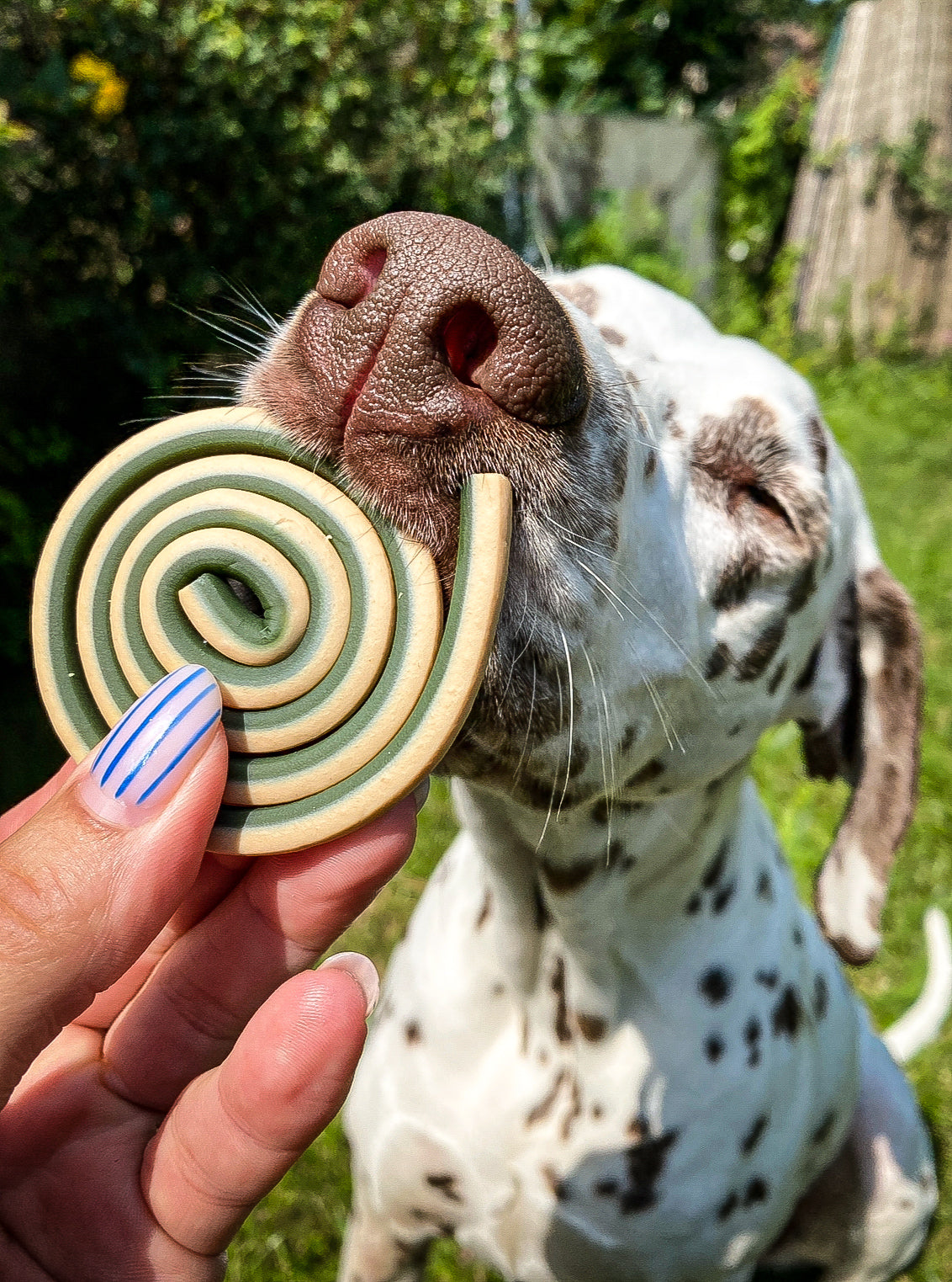 🌀 Roll Dental Defense – Snack végétal pour chiens