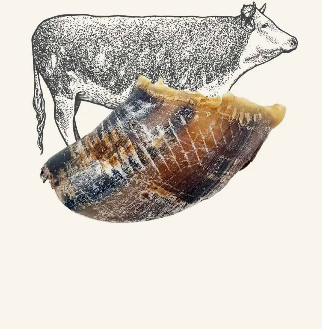 Sabot de Boeuf  lot de 2 - Truffe Délice