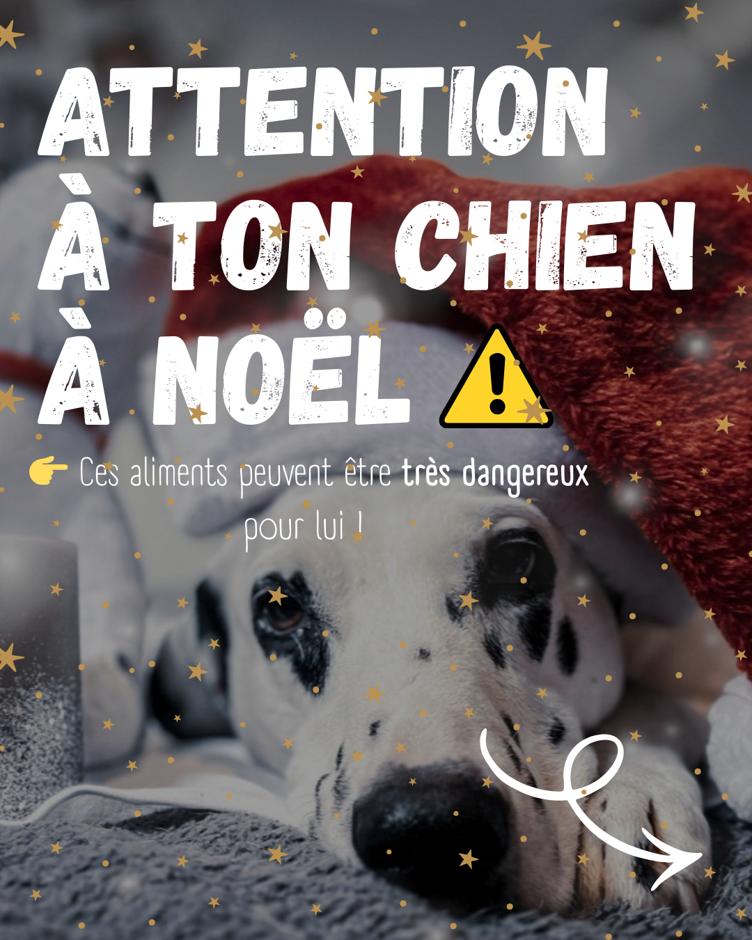 🎄 Noël et chiens : Les aliments dangereux à éviter absolument (et quoi donner à la place)