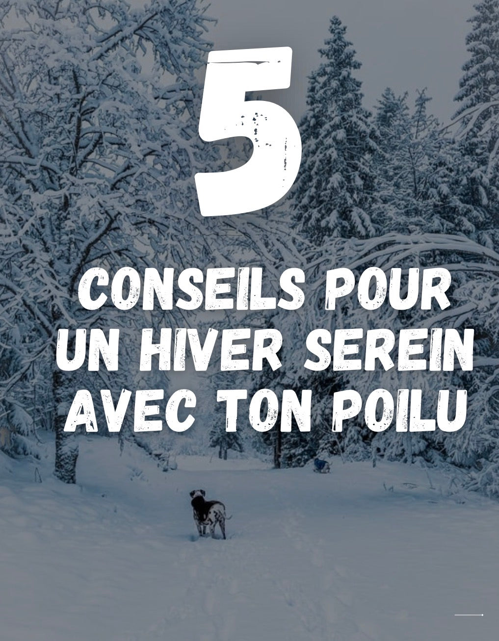 5 conseils pour un hiver serein avec ton Poilu 🐾