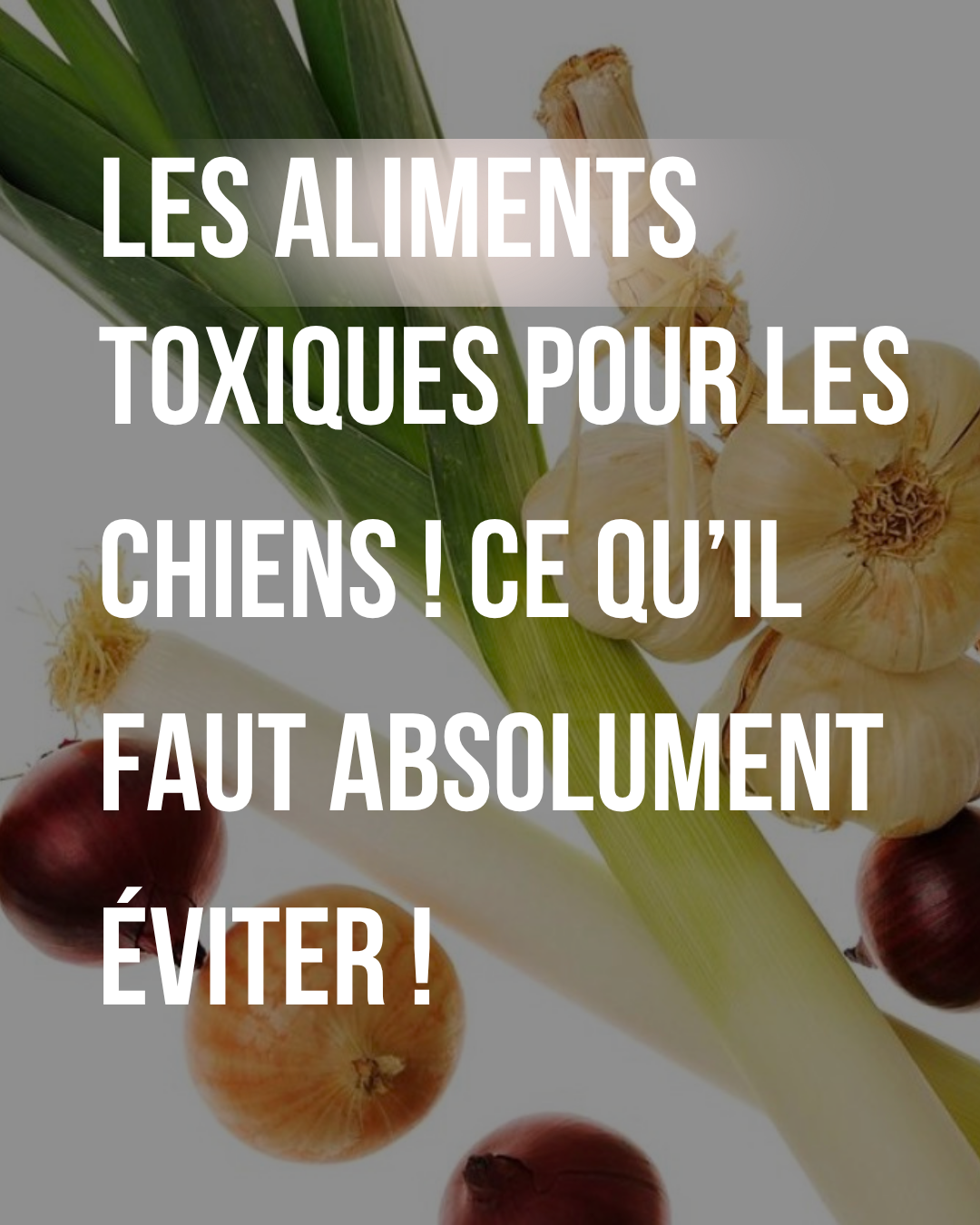 Les aliments toxiques pour les chiens : ce qu'il faut absolument éviter !