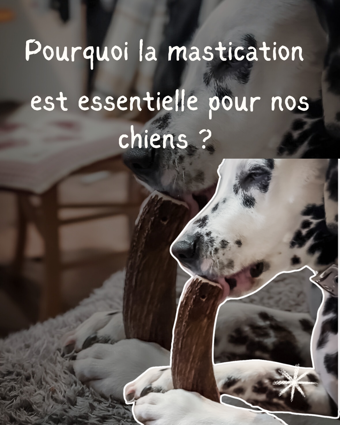 Pourquoi la mastication est essentielle pour nos chiens ?