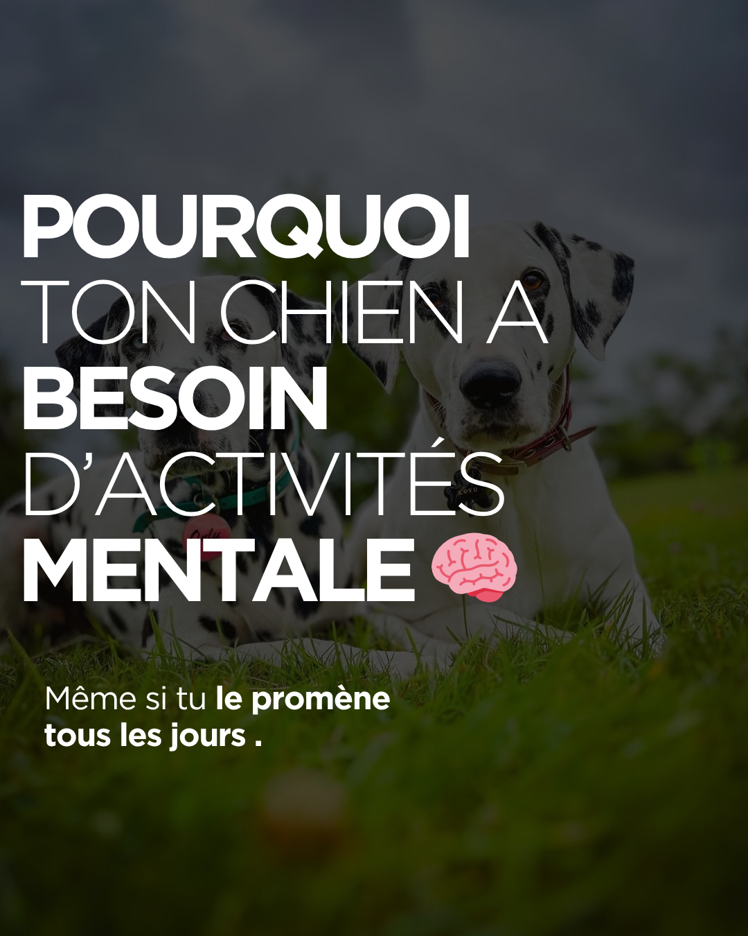 Pourquoi ton chien à besoin d'activité mentales, même si tu le promènes tous les jours !