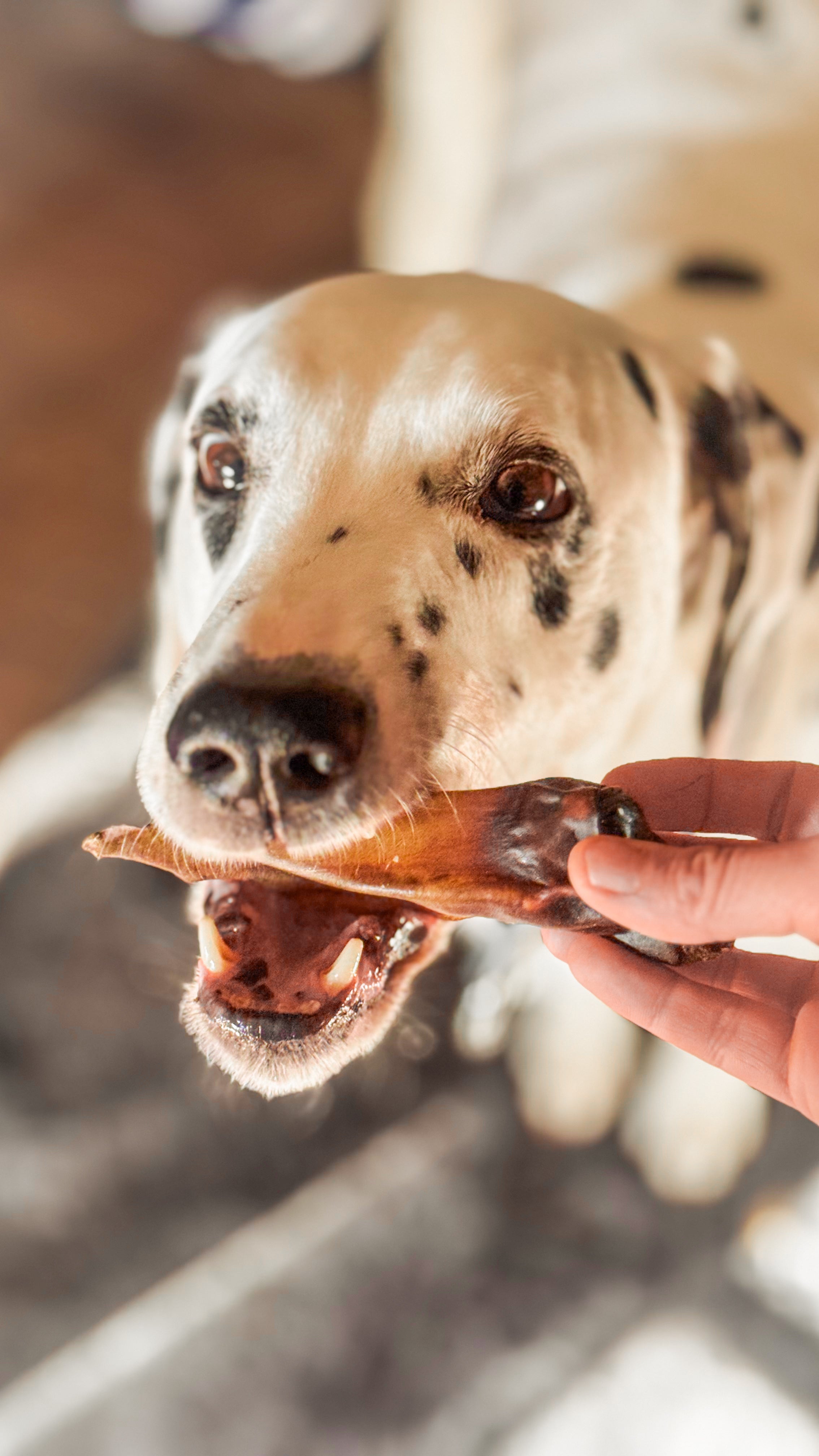 Mastication courte (plaisir & occupation rapide)