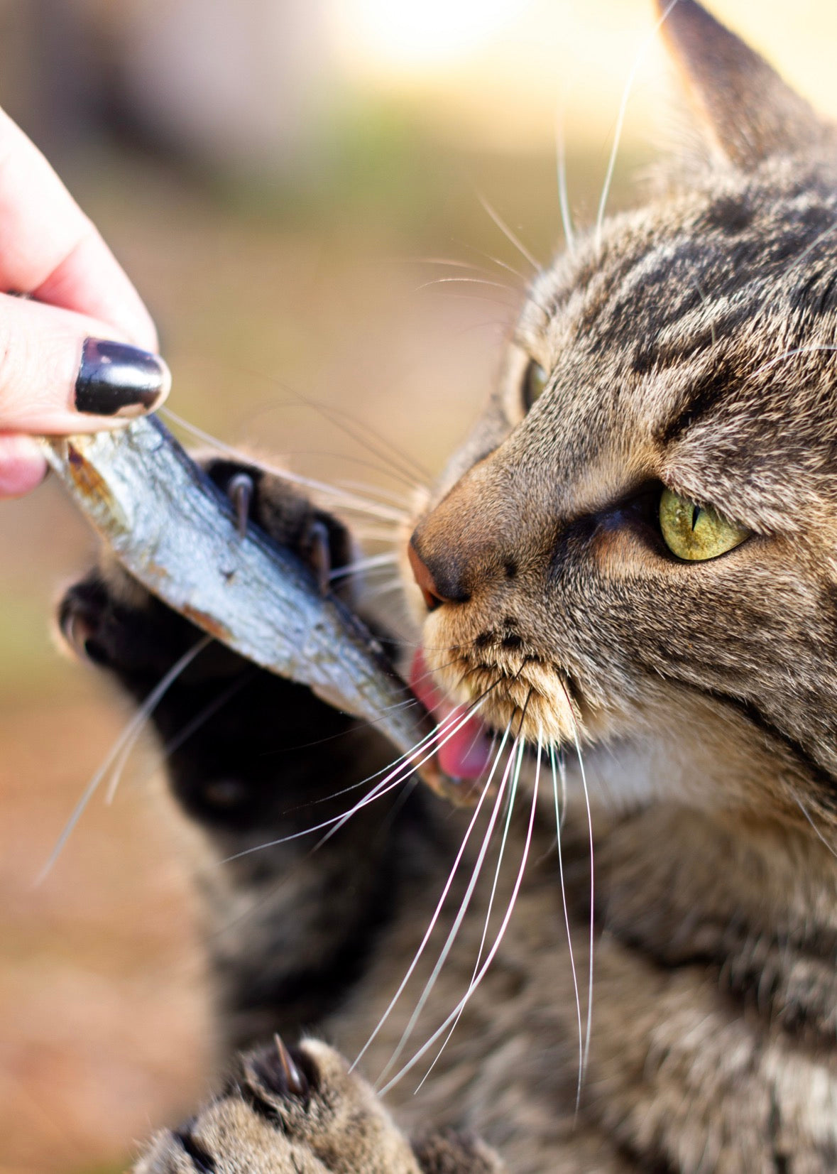 Gourmandises chats 🐱