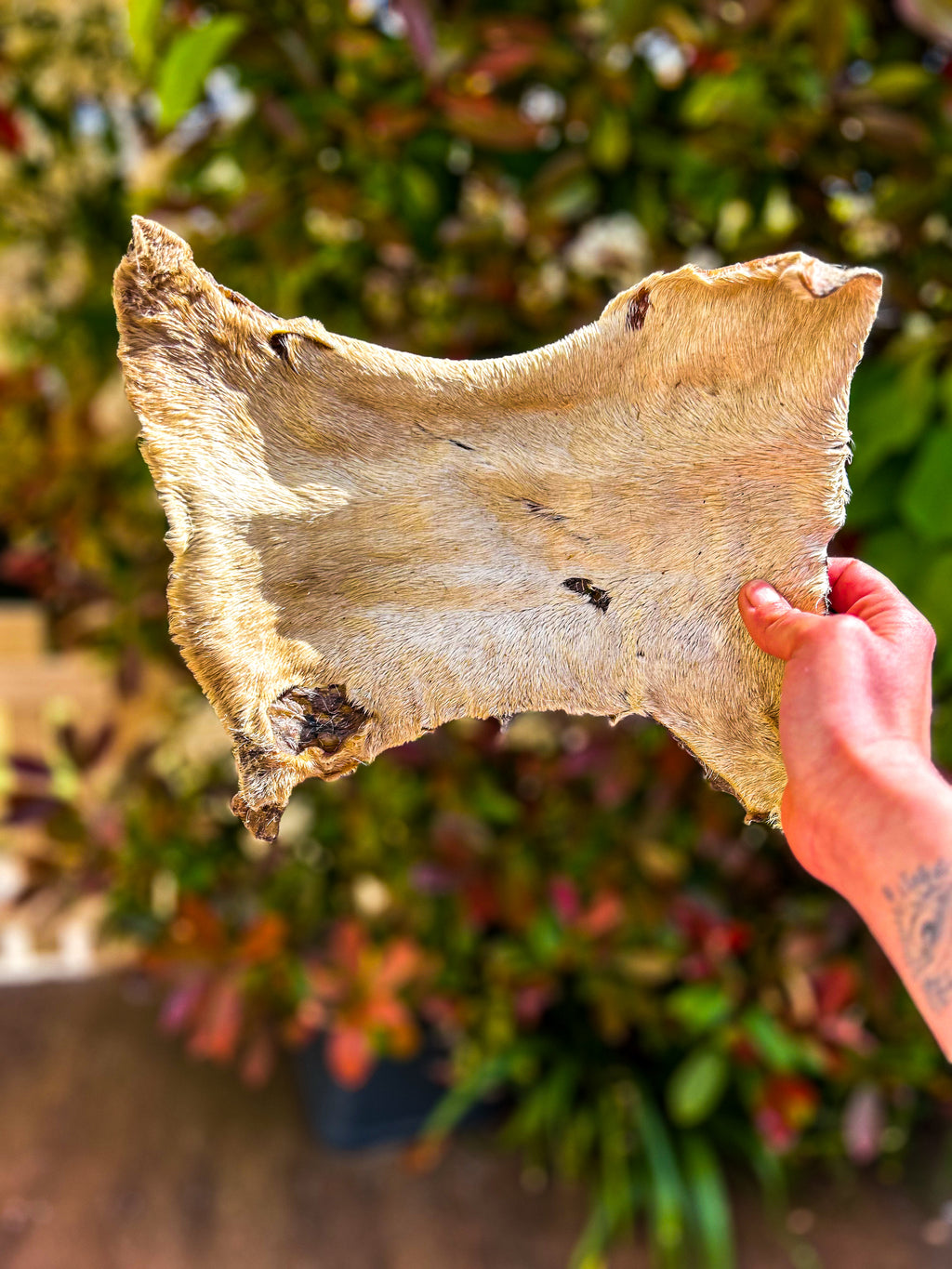 Plaque de peau de bœuf avec poils –  Mastication longue durée 🐶