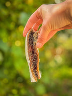 Peau de  Boeuf roulée avec poils  l 100g & 500g -  Mastication longue durée