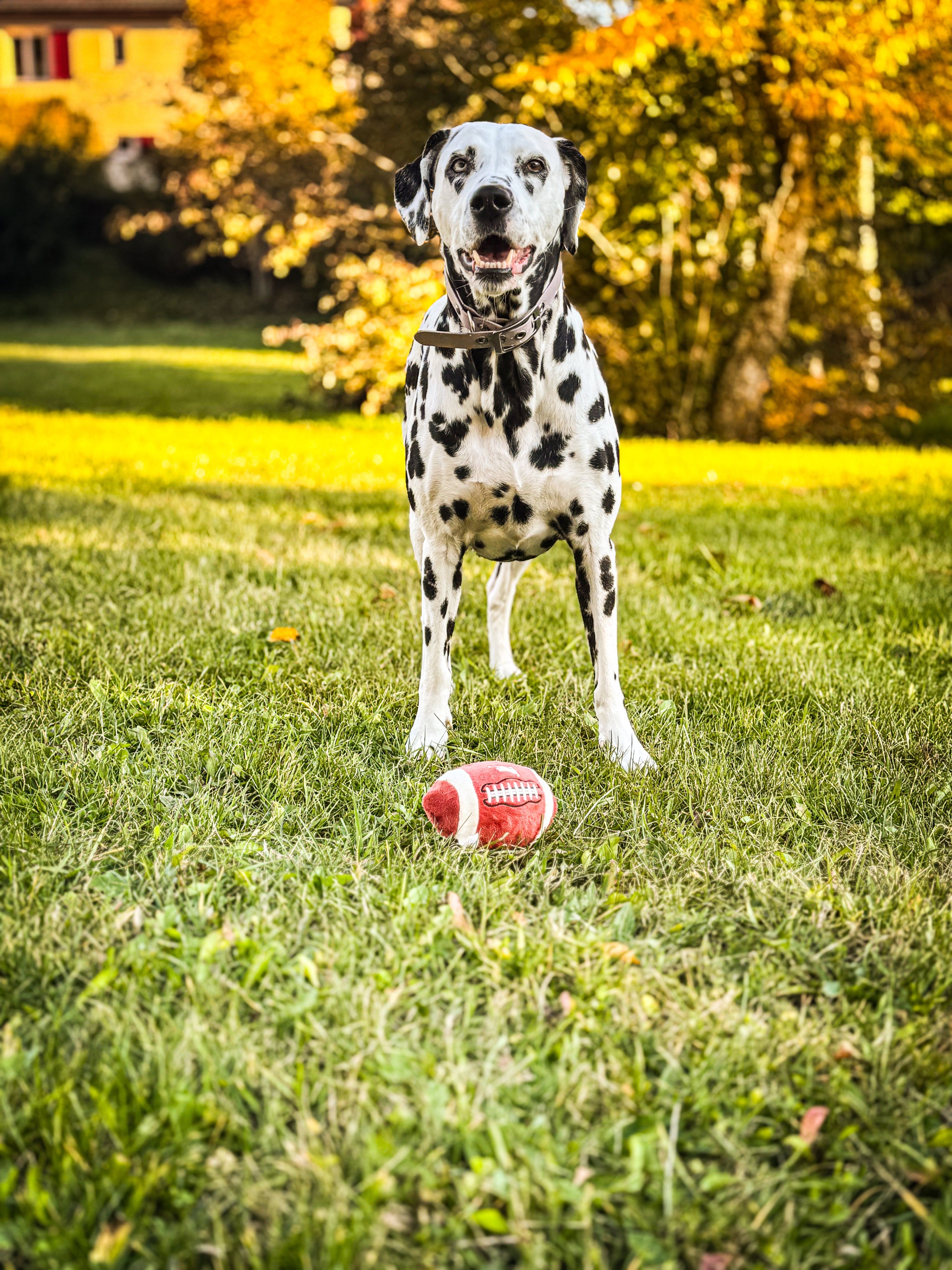 Jouet pour chien Ballon de Rugby - PetPlay