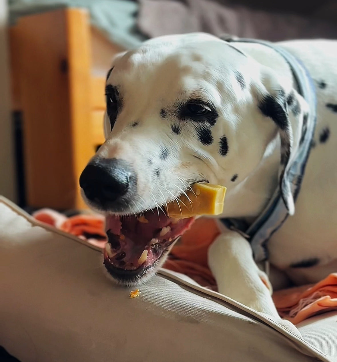 Bâtonnets de Fromage à mâcher pour Chien 🧀 - Evident boutique