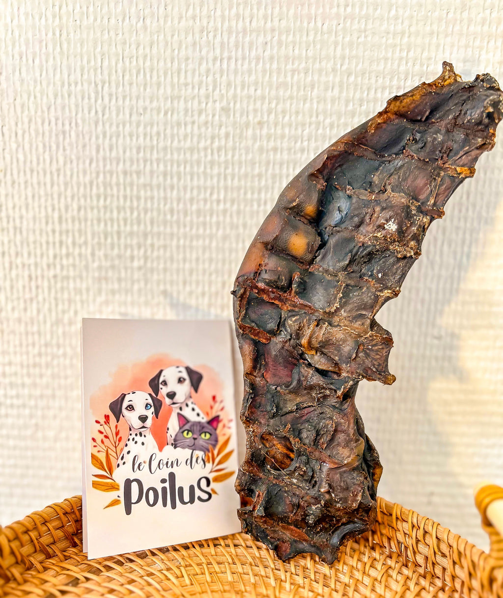 Base d'Oreille de Boeuf  séchée 100g- Mastication longue durée 100% naturelle
