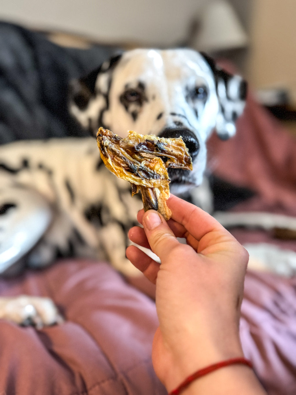 Ailes de poulet séchées 100g - Mastication naturelle pour chien
