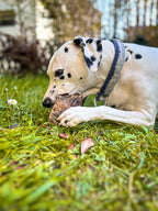 Plaque de peau de bœuf avec poils –  Mastication longue durée 🐶