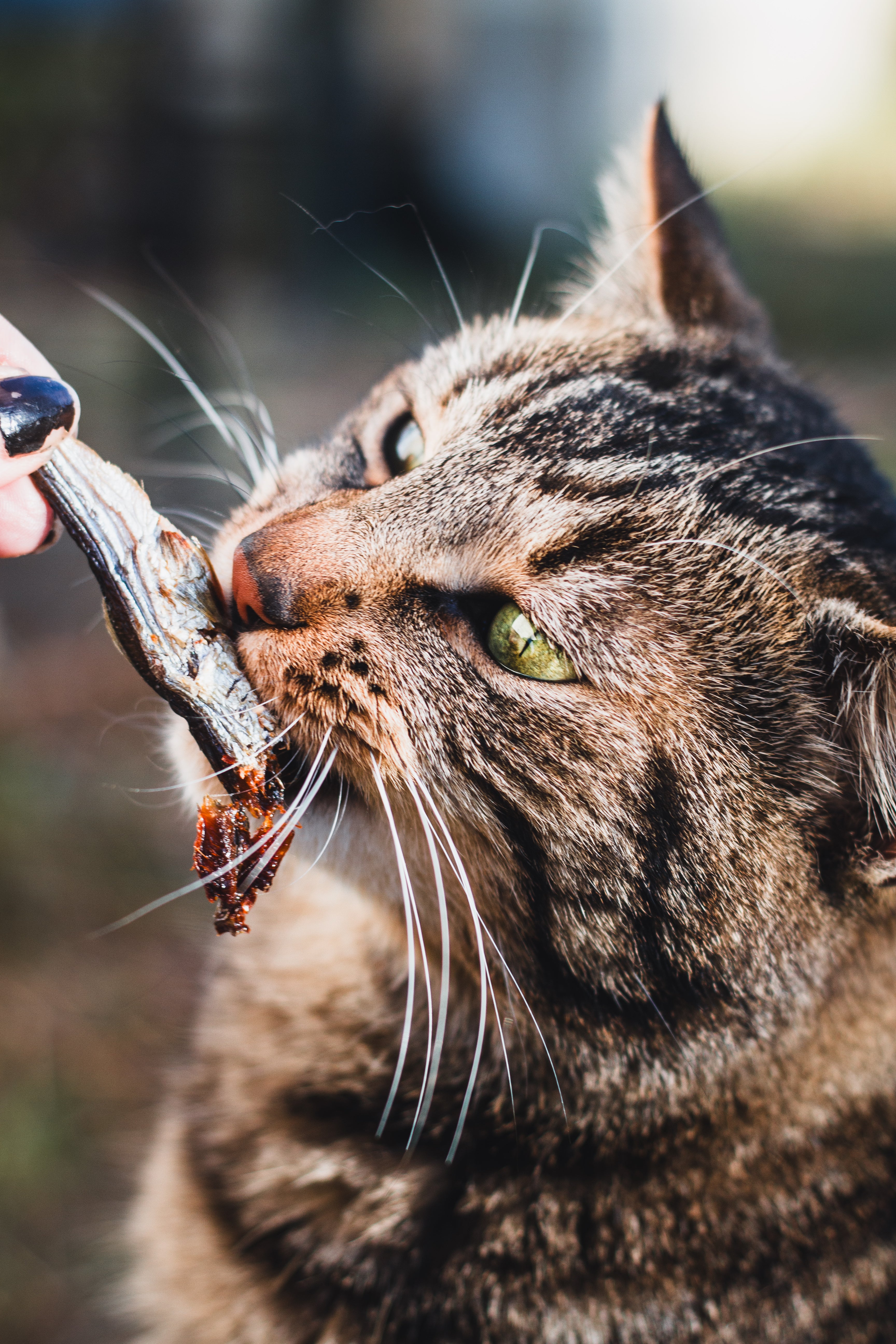 Sprats séchés 🐟 100% naturels 250G - La friandise irrésistible pour chiens (et chats)