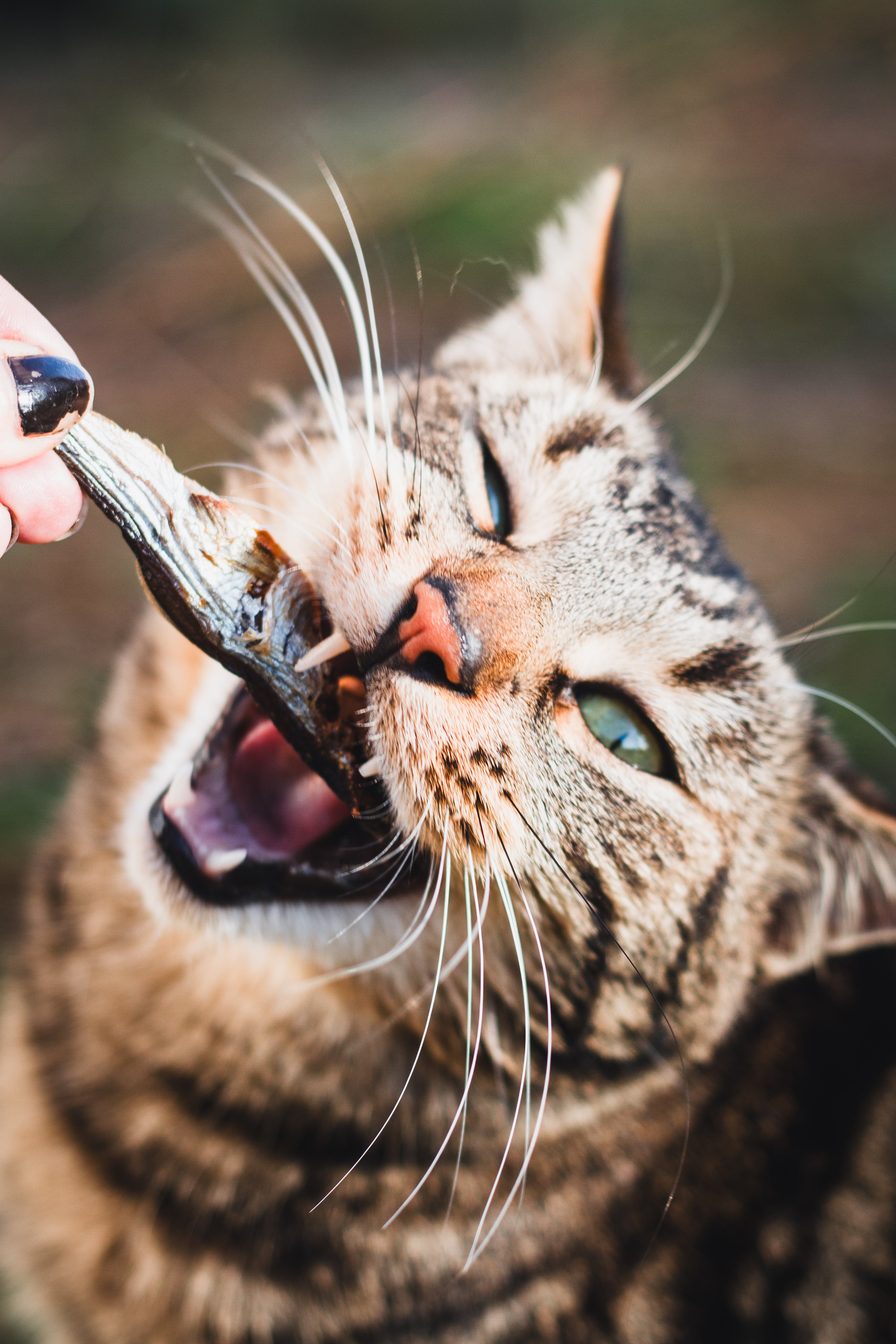 Sprats séchés 🐟 100% naturels 250G - La friandise irrésistible pour chiens (et chats)