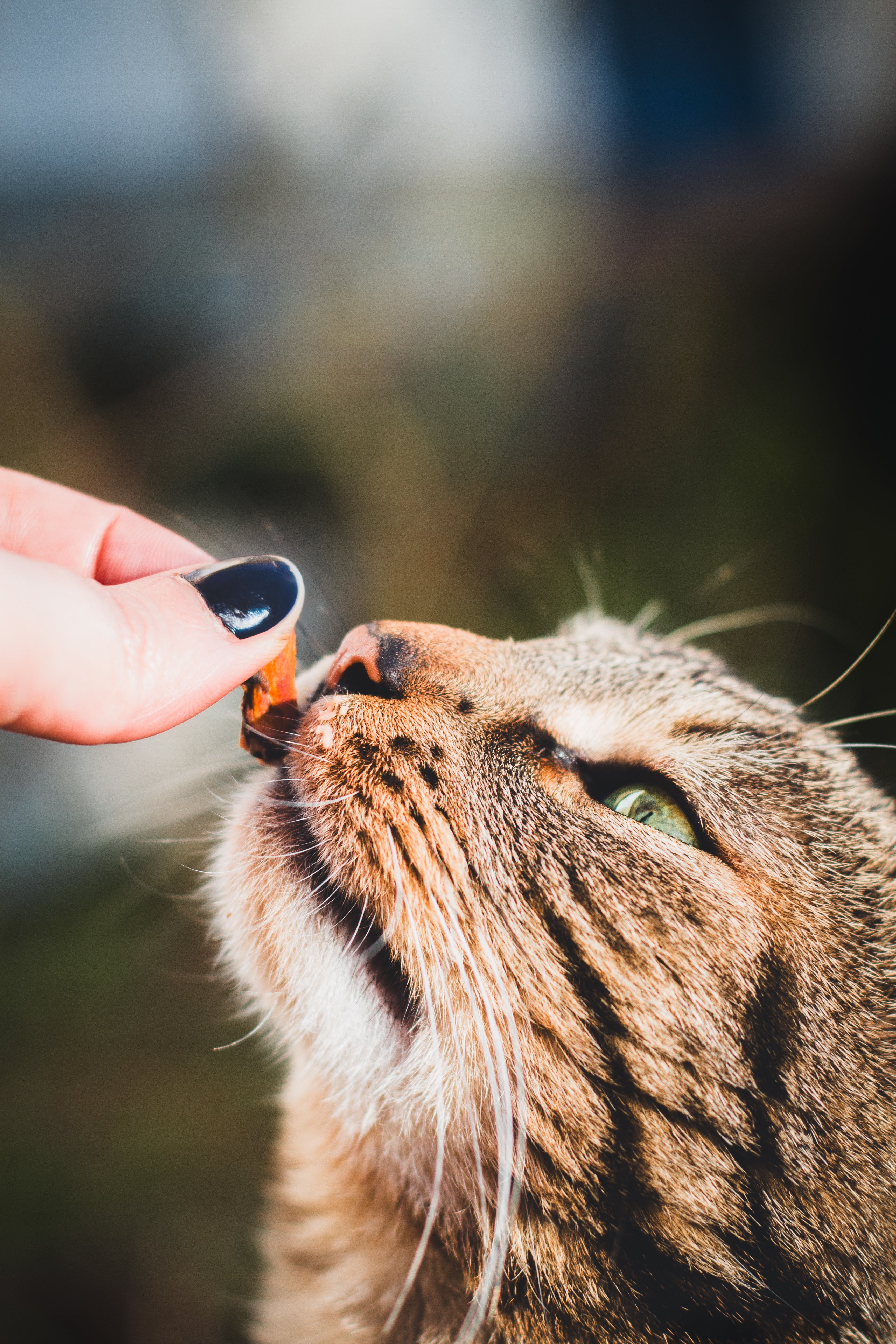 Moules séchées 100% naturelles - Friandises chien & chat 70g